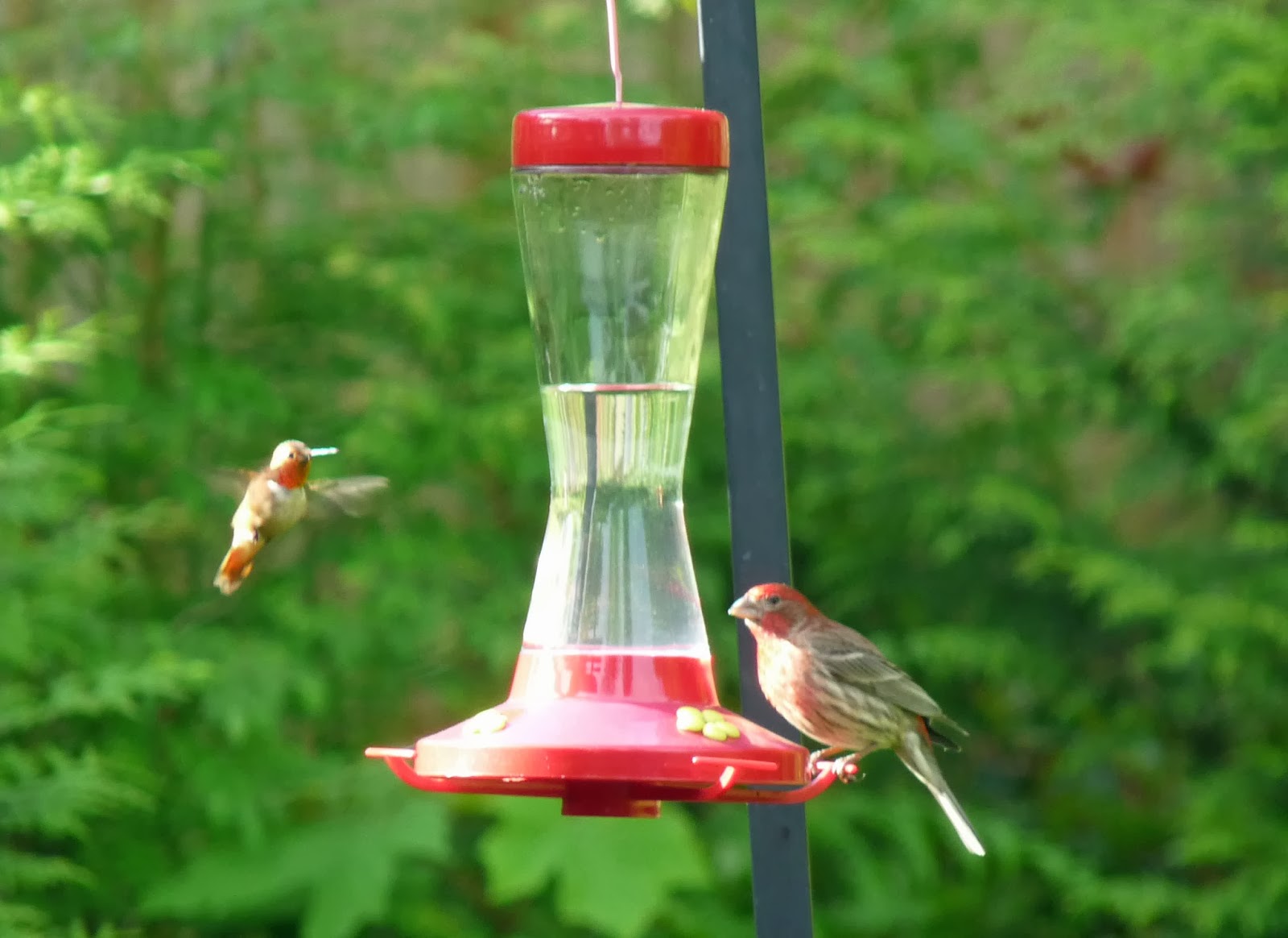 Garden Feeders