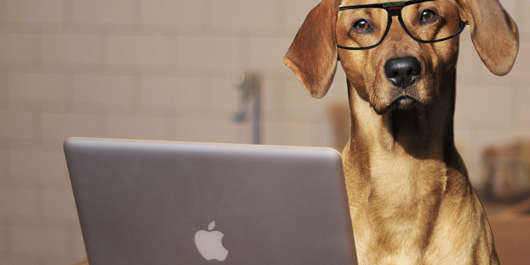 The Rise of the Four-Legged Colleague
