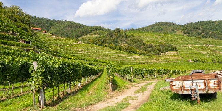 The Decline in French Wine