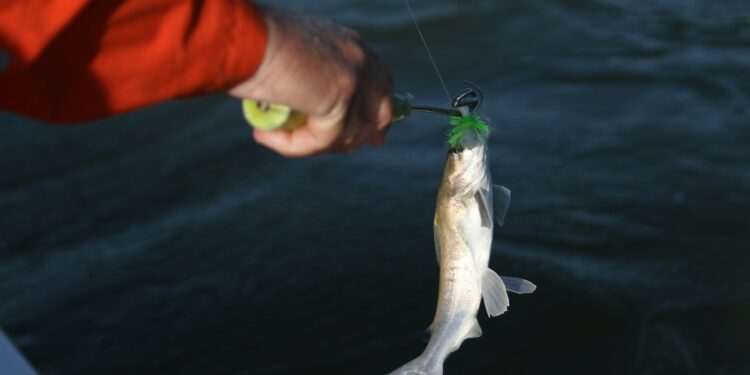 Spencer Schar: Bass Fishing in Florida