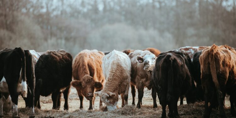 What is Ruminant Feed?