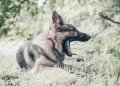 Wakefield dog attack murder