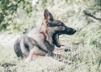 Wakefield dog attack murder