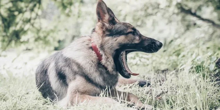 Wakefield dog attack murder