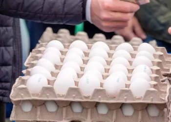 salmonella outbreak imported eggs