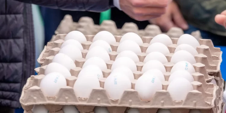 salmonella outbreak imported eggs