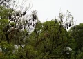 church conversion bat roosts