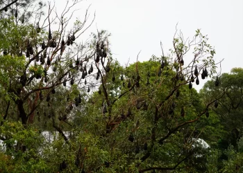 church conversion bat roosts