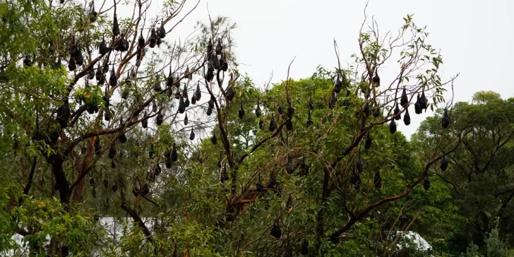 church conversion bat roosts